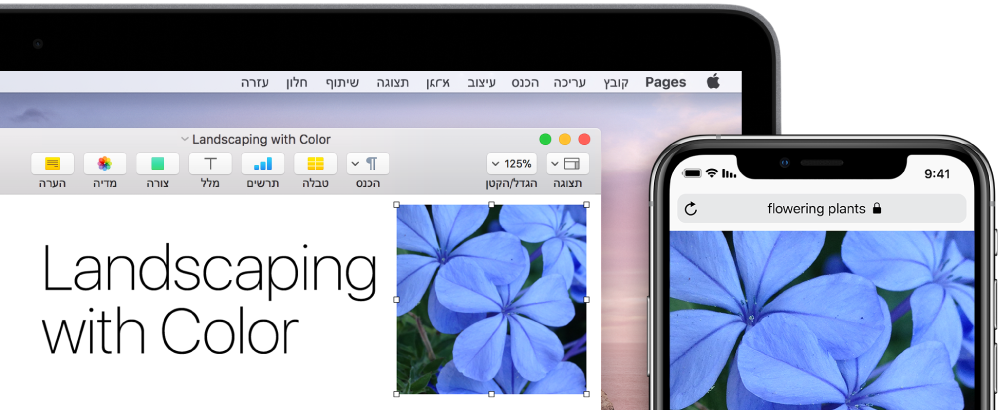 מכשיר iPhone המציג תמונה, לצד Mac המציג את אותה תמונה מודבקת במסמך Pages.
