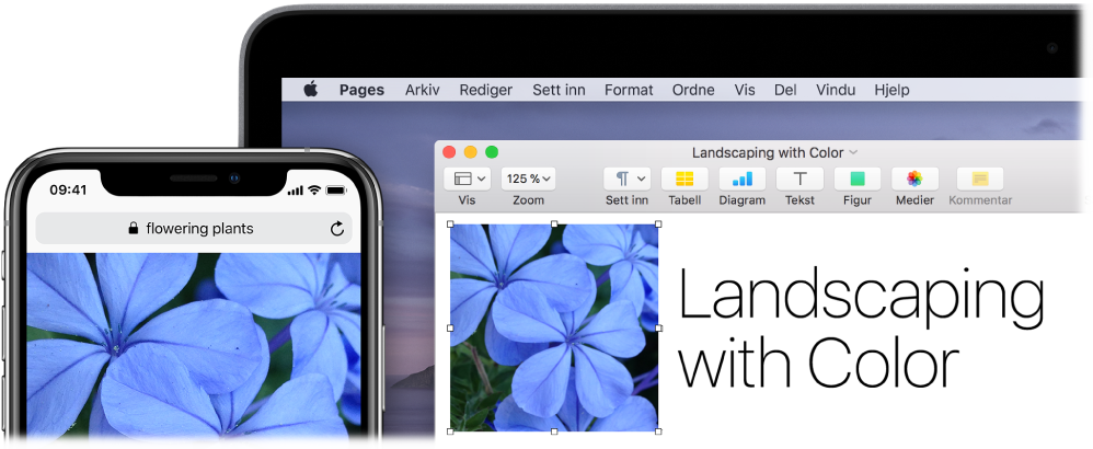 En iPhone som viser et bilde, ved siden av en Mac som viser at bildet limes inn i et Pages-dokument.