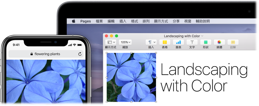 顯示照片的 iPhone，旁邊顯示的是正在將該照片貼入 Pages 文件的 Mac。