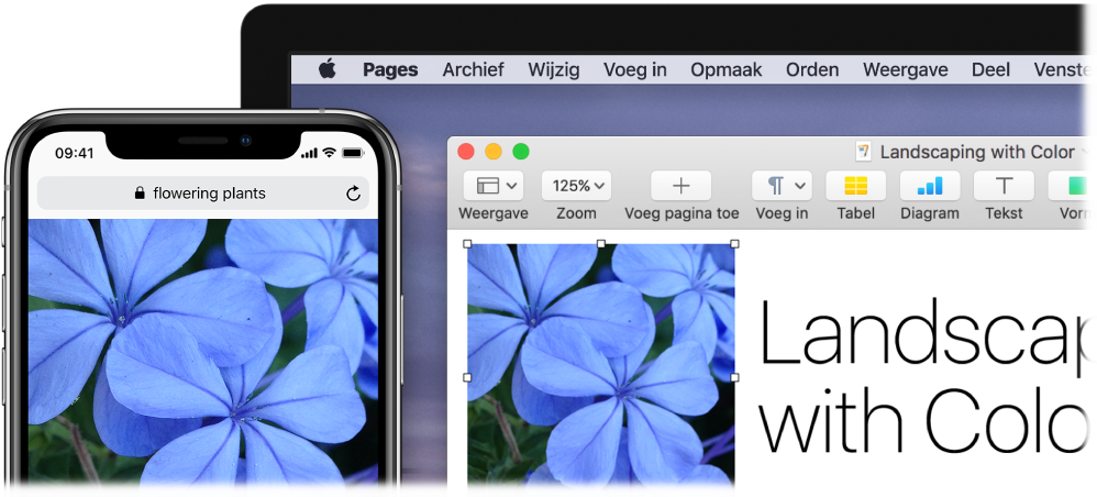 Een iPhone met een foto, met daarnaast een Mac waarop de foto in een Pages-document wordt geplakt.