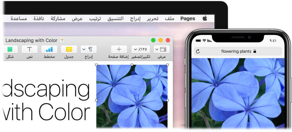 جهاز iPhone يعرض صورة، وبجواره جهاز Mac تظهر عليه الصورة أثناء لصقها في مستند Pages.