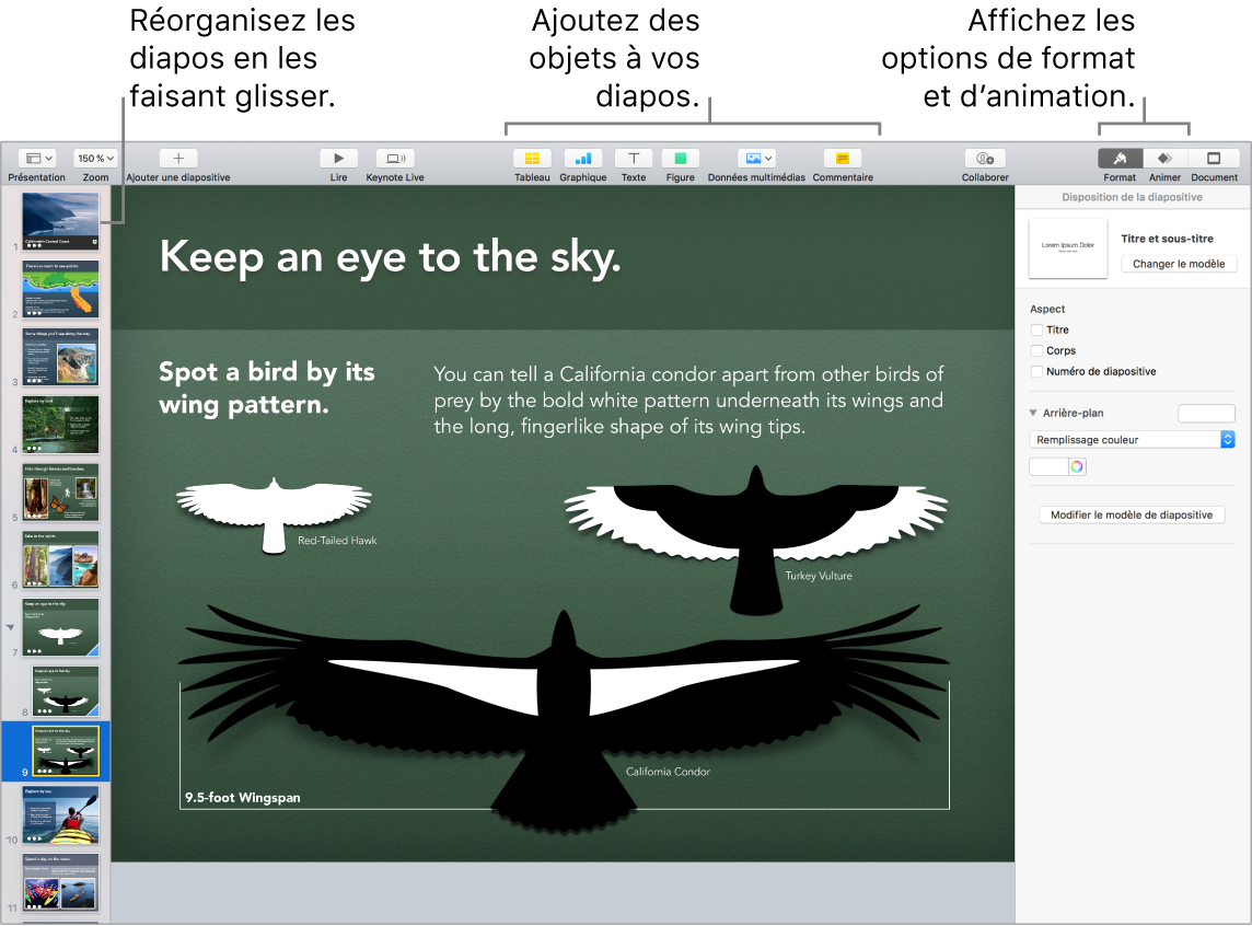 Une fenêtre de Keynote indiquant comment réorganiser les diapositives, et identifiant les boutons qui permettent d’ajouter des objets aux diapositives, y compris des options de format et d’animation.