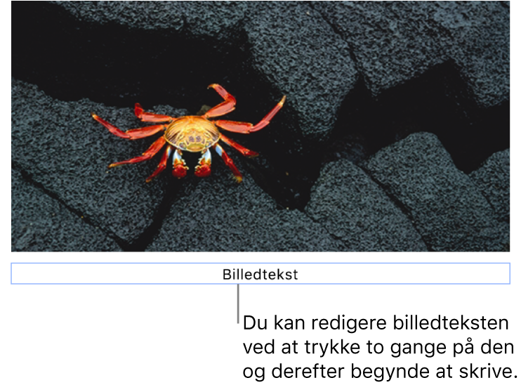 Eksempelbilledteksten “Billedtekst” vises under et foto, og en blå kontur rundt om feltet med billedtekst viser, at det er valgt.