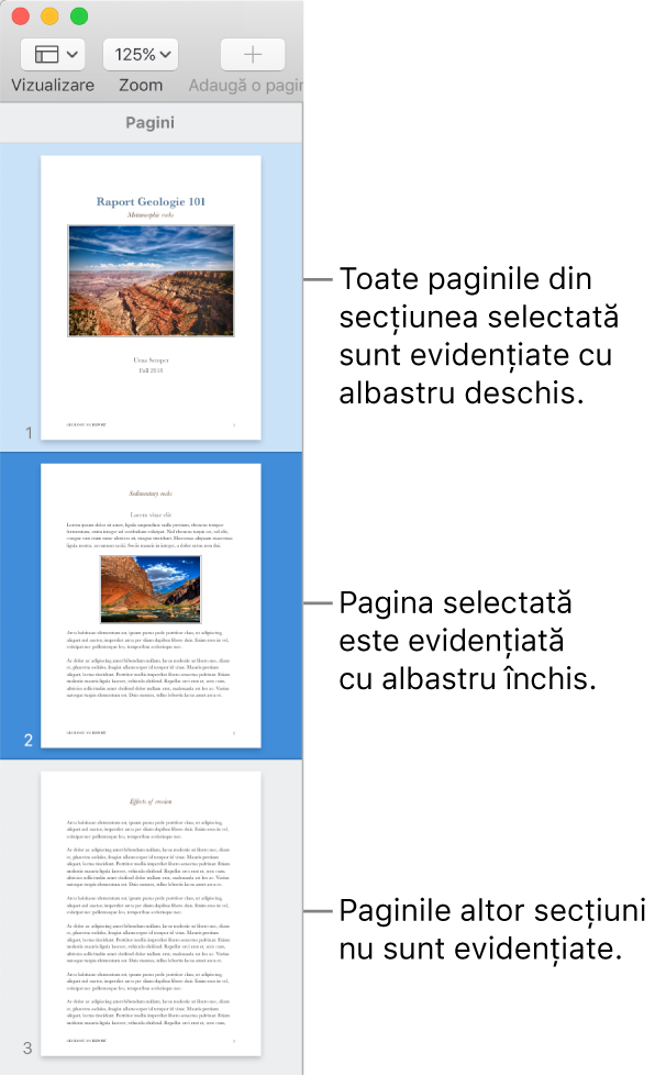 Bara laterală Vizualizare miniaturi, cu pagina selectată evidențiată cu albastru închis și toate paginile din secțiunea selectată evidențiate cu albastru deschis.