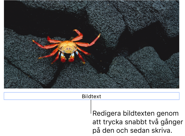 Platshållarbildtexten ”Bildtext” visas under en bild. Den blå konturen runt bildtextfältet visar att det är markerat.