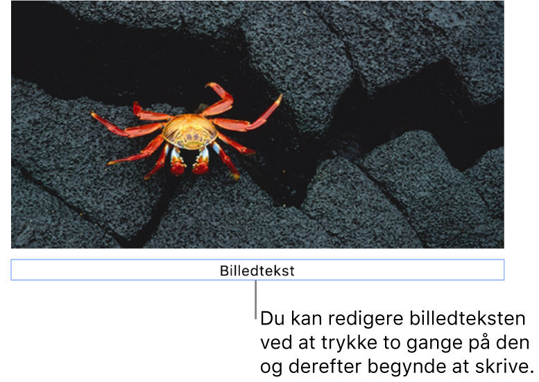 Eksempelbilledteksten “Billedtekst” vises under et foto, og en blå kontur rundt om feltet med billedtekst viser, at det er valgt.