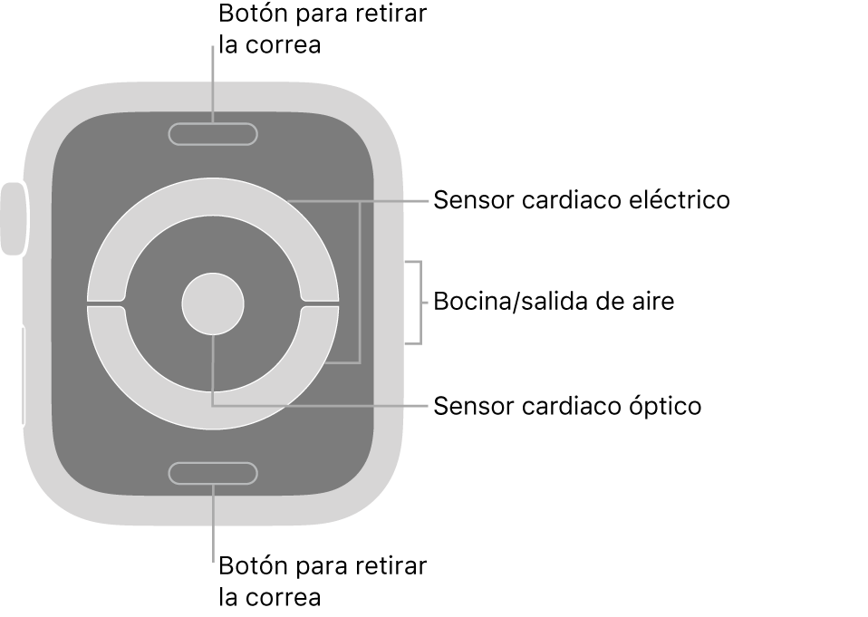 La parte trasera del Apple Watch Series 4 con textos señalando el botón para retirar la correa, el sensor cardiaco eléctrico, las aberturas de ventilación/bocinas y el sensor cardiaco óptico.