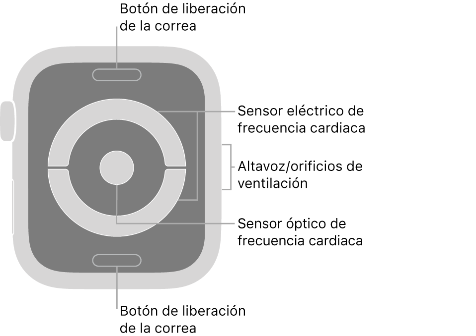 Parte trasera del Apple Watch Series 4, con textos que indican el botón de liberación de la correa, el sensor eléctrico de frecuencia cardiaca, los orificios de ventilación/altavoz y el sensor óptico de frecuencia cardiaca.