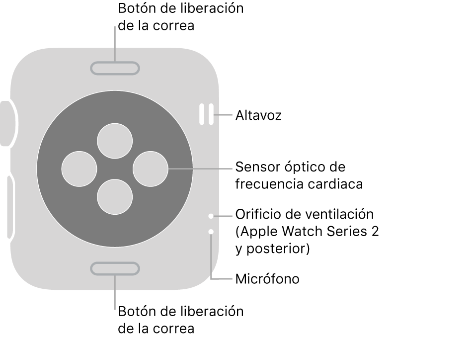 Parte trasera del Apple Watch Series 3 y anterior, con textos que indican el botón de liberación de la correa, el altavoz, el sensor óptico de frecuencia cardiaca, los orificios de ventilación y el micrófono.
