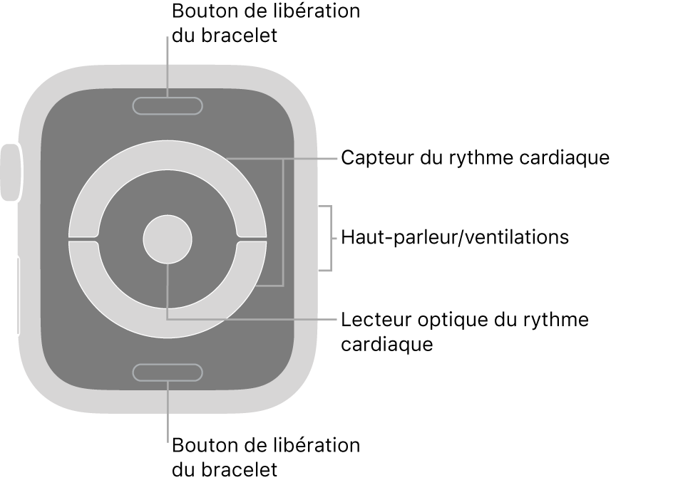 Le dos de l’Apple Watch Series 4 avec des indications qui pointent vers le bouton pour défaire le bracelet, le capteur cardiaque électrique, le haut-parleur/les évents et le capteur cardiaque optique.