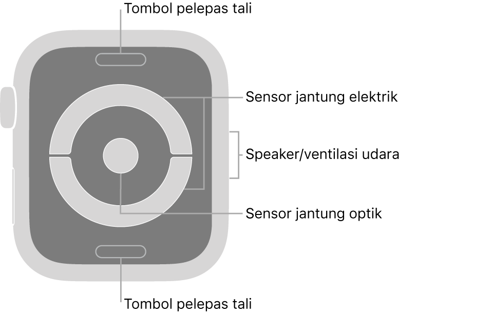 Bagian belakang Apple Watch Series 4 dengan keterangan yang menunjuk ke arah tombol pelepas tali, sensor jantung elektrik, speaker/ventilasi udara, dan sensor jantung optik.