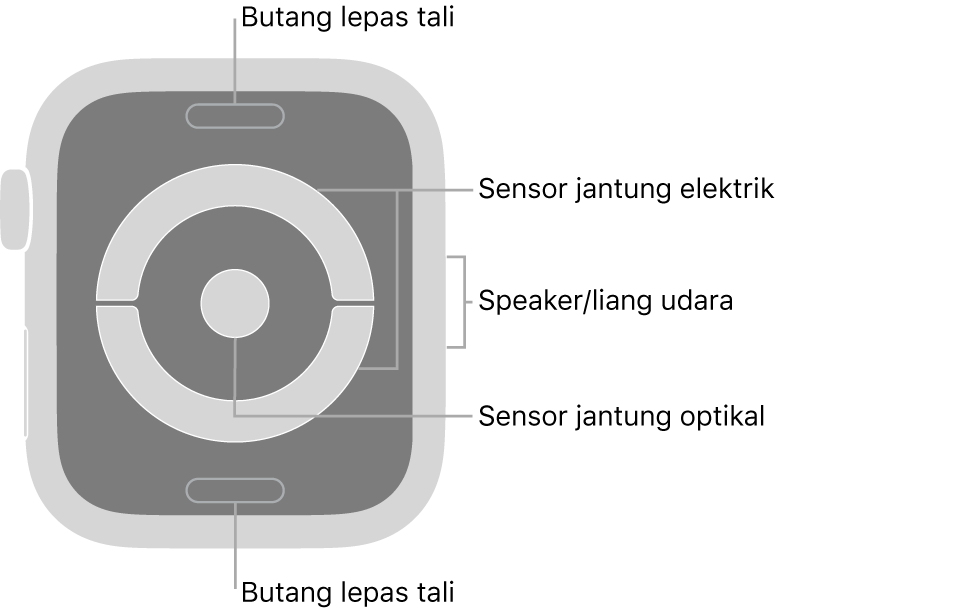 Bahagian belakang Apple Watch Series 4 dengan petak bual menunjuk ke butang lepas tali, sensor jantung elektrik, speaker/liang udara dan sensor jantung optikal.