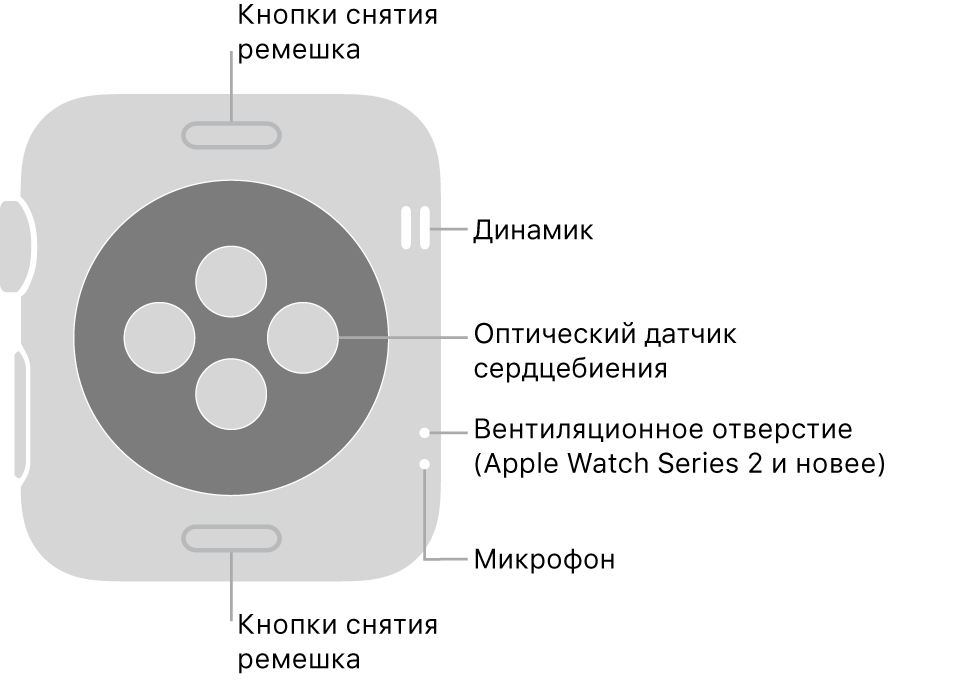 Оборотная сторона Apple Watch Series 3 или предыдущей модели и выноски, указывающие на кнопку смены ремешка, динамик, оптический датчик сердцебиения, вентиляционное отверстие и микрофон.