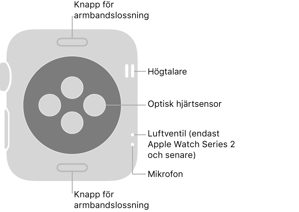 Baksidan på Apple Watch Series 3 och tidigare med streck som pekar mot knapparna för armbandslossning, högtalaren, den optiska hjärtsensorn, luftventilen och mikrofonen.