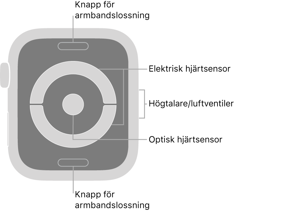 Baksidan på Apple Watch Series 4 med streck som pekar mot knappen för armbandslossning, elektrisk hjärtsensor, högtalare/luftventiler och optisk hjärtsensor.
