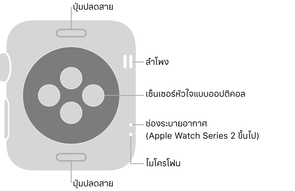 ด้านหลังของ Apple Watch Series 3 และรุ่นก่อนหน้า พร้อมคำอธิบายที่ชี้ไปที่ปุ่มปลดสาย ลำโพง เซ็นเซอร์วัดอัตราการเต้นของหัวใจแบบออปติคอล ช่องระบายอากาศ และไมโครโฟน