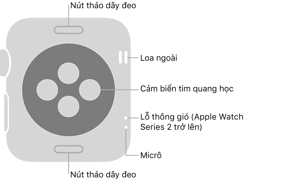 Mặt sau của Apple Watch Series 3 trở xuống với các chú thích trỏ đến nút tháo dây, loa, cảm biến tim quang học, lỗ thông gió và micrô.