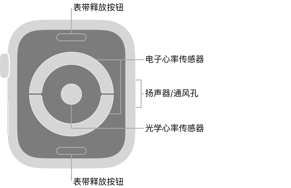 Apple Watch Series 4 的背面，标注指示了表带释放按钮、电子心率传感器、扬声器/通风孔和光学心率传感器。