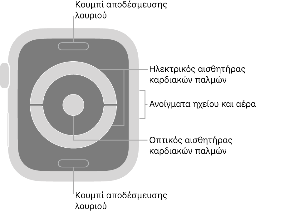 Το πίσω μέρος του Apple Watch Series 4 και Apple Watch Series 5, με τα κουμπιά αποδέσμευσης του λουριού στο πάνω και το κάτω μέρος, τους ηλεκτρικούς αισθητήρες καρδιάς και τον οπτικό αισθητήρα καρδιάς στο μέσο, και το ηχείο και τα ανοίγματα εξαερισμού στο πλάι του ρολογιού.