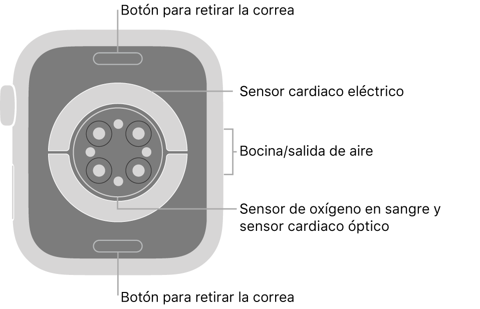 En el reverso del Apple Watch Series 6 se muestran los botones de liberación de correa en la parte superior e inferior; los sensores eléctricos y ópticos para medir la frecuencia cardíaca y los sensores para medir los niveles de oxígeno en la sangre en el centro; y la bocina/ranuras de aire en un lado.