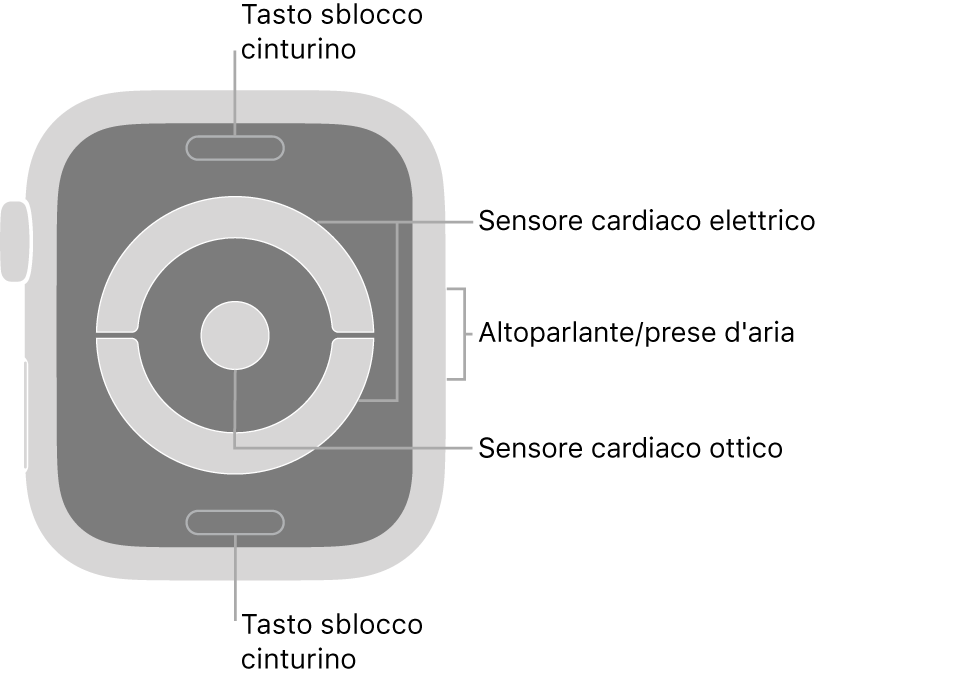 La parte posteriore di Apple Watch Series 4 e Apple Watch Series 5, con i pulsanti di sblocco del cinturino in alto e in basso, i sensori elettrici per il cuore e i sensori ottici per il cuore in mezzo, e l’altoparlante e i condotti di ventilazione sul lato dell’orologio.