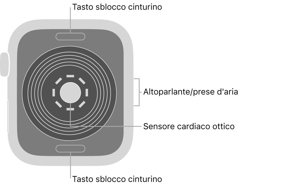 La parte posteriore di Apple Watch SE, con i pulsanti di sblocco del cinturino in alto e in basso, il sensore ottico per il cuore in mezzo, e l'altoparlante e i condotti di ventilazione sul lato.