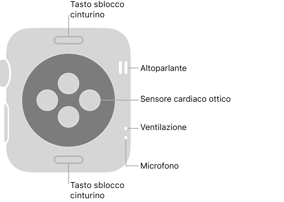La parte posteriore di Apple Watch Series 3, con i pulsanti di sblocco del cinturino in alto e in basso, i sensori ottici per il cuore in mezzo, e l’altoparlante, i condotti di ventilazione e il microfono dall'alto in basso vicino al lato.
