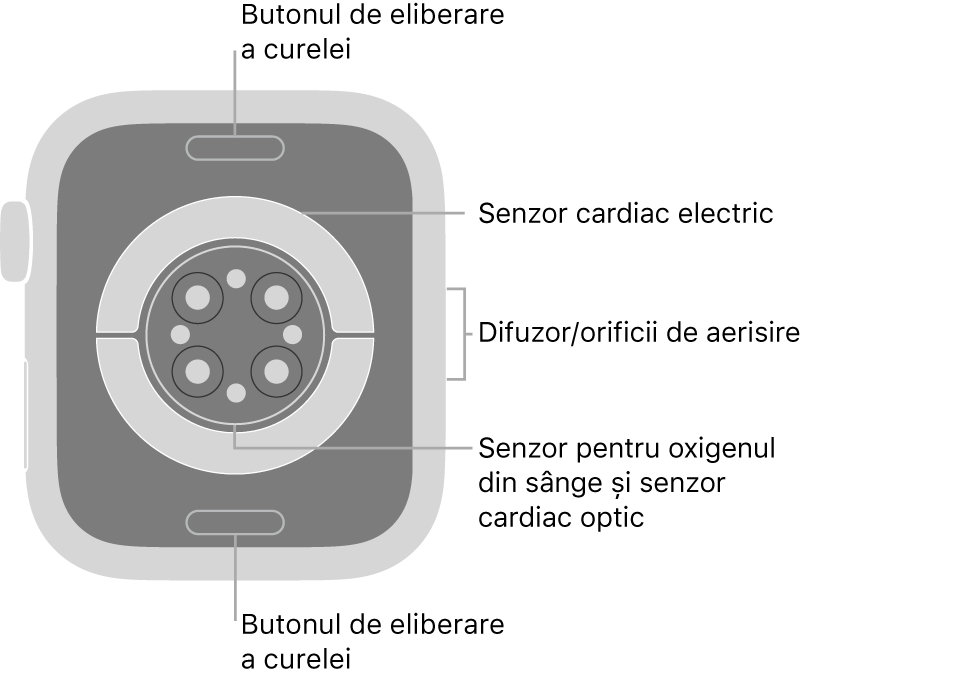 Spatele dispozitivului Apple Watch Series 6, cu butoanele de eliberare a brățării în partea de sus și de jos, senzorii cardiaci electrici, senzorii cardiaci optici și senzorii pentru oxigenul din sânge în mijloc și difuzorul/orificiile de ventilare pe partea laterală.