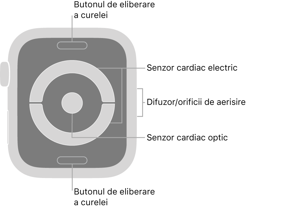 Spatele modelelor Apple Watch Series 4 și Apple Watch Series 5, cu butoanele de eliberare a brățării în partea de sus și de jos, senzorii cardiaci electrici și senzorul cardiac optic în mijloc și difuzorul/orificiile de ventilare pe partea laterală a Watch‑ului.
