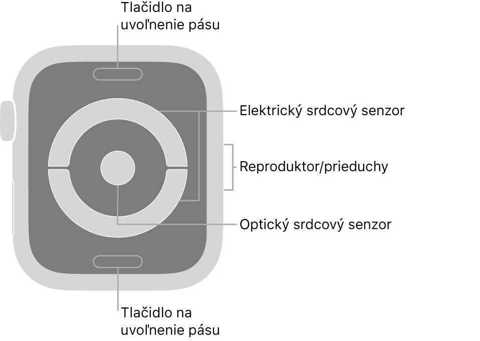 Zadná strana hodiniek Apple Watch Series 4 a Apple Watch Series 5. Navrchu a naspodku sa nachádzajú tlačidlá na uvoľnenie pásu. V strede sú umiestnené elektrické srdcové senzory a optický srdcový senzor a naboku reproduktor/prieduchy.