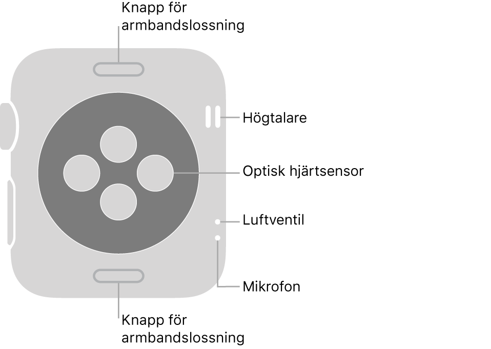 Baksidan på Apple Watch Series 3 med knapparna för armbandslossning högst upp och längst ned, de optiska hjärtsensorerna i mitten och högtalaren, luftventil och mikrofon uppifrån och ned nära sidan.
