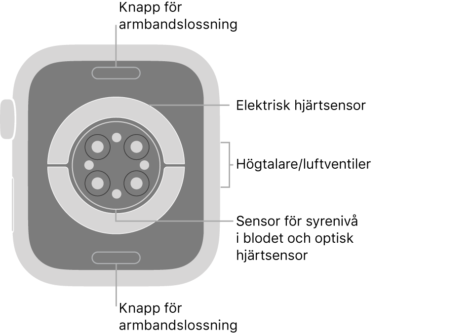 Baksidan på Apple Watch Series 6 med knapparna för armbandslossning högst upp och längst ned, de elektriska hjärtsensorerna, optiska hjärtsensorerna och sensorerna för syrenivån i blodet i mitten och högtalaren/luftventiler på sidan.