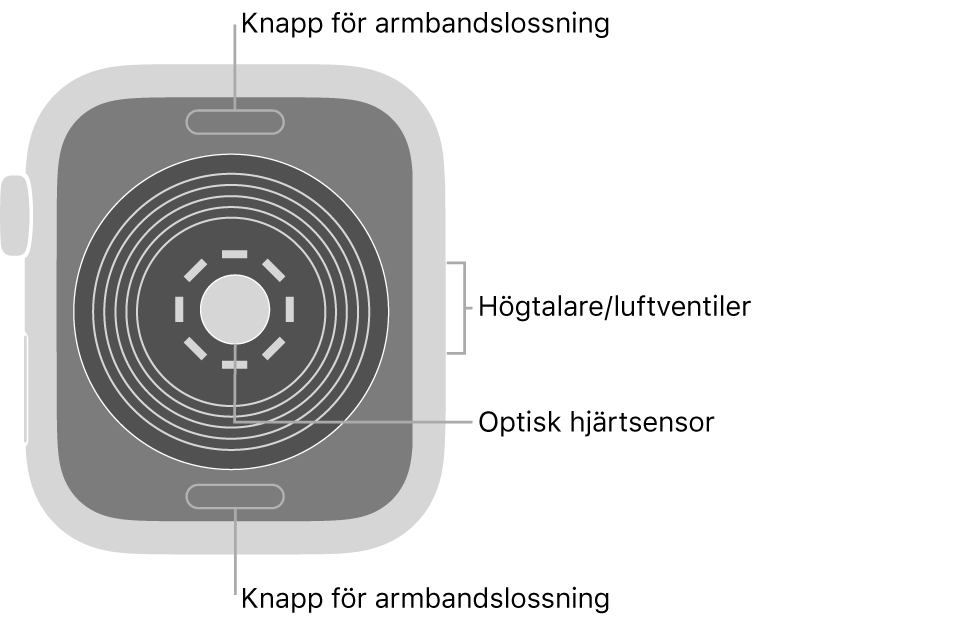 Baksidan på Apple Watch SE med knapparna för armbandslossning högst upp och längst ned, den optiska hjärtsensorn i mitten och högtalaren/luftventiler på sidan.
