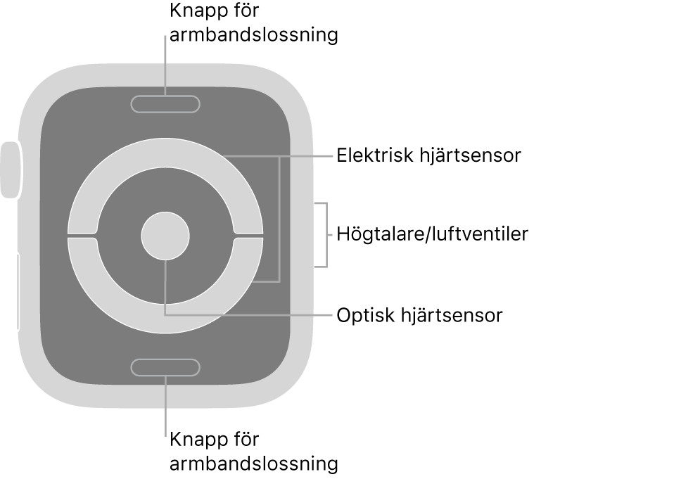 Baksidan på Apple Watch Series 4 och Apple Watch Series 5 med knapparna för armbandslossning högst upp och längst ned, de elektriska hjärtsensorerna och de optiska hjärtsensorerna i mitten och högtalaren/luftventiler på sidan av klockan.