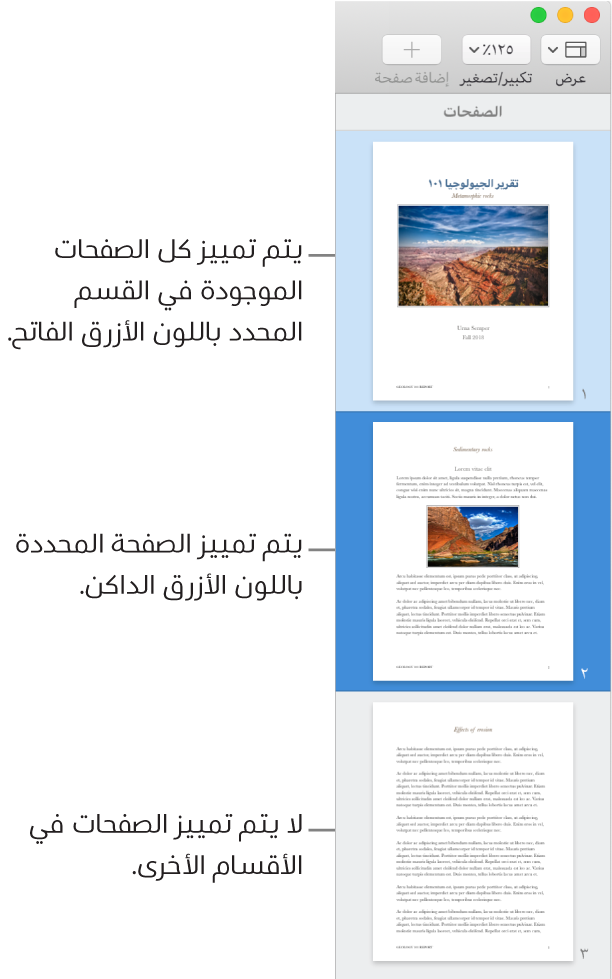 الشريط الجانبي "عرض الصور المصغرة" وبه الصفحة المحددة مميزة باللون الأزرق الداكن وجميع الصفحات في القسم المحدد مميزة باللون الأزرق الفاتح.