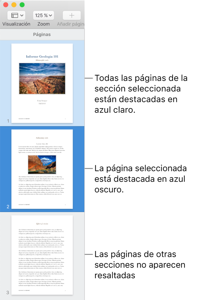 La barra lateral de visualización de miniaturas con la página seleccionada resaltada en azul oscuro y todas las páginas de la sección seleccionada resaltadas en azul claro.