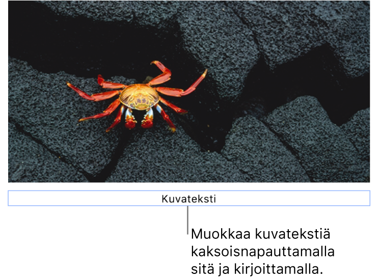 Paikanvaraajakuvateksti ”Kuvateksti” näkyy kuvan alla, siniset ääriviivat kuvatekstikentän ympärillä osoittavat, että se on valittuna.