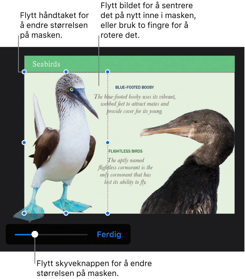 Maskeskyveknappen nederst på et bilde.