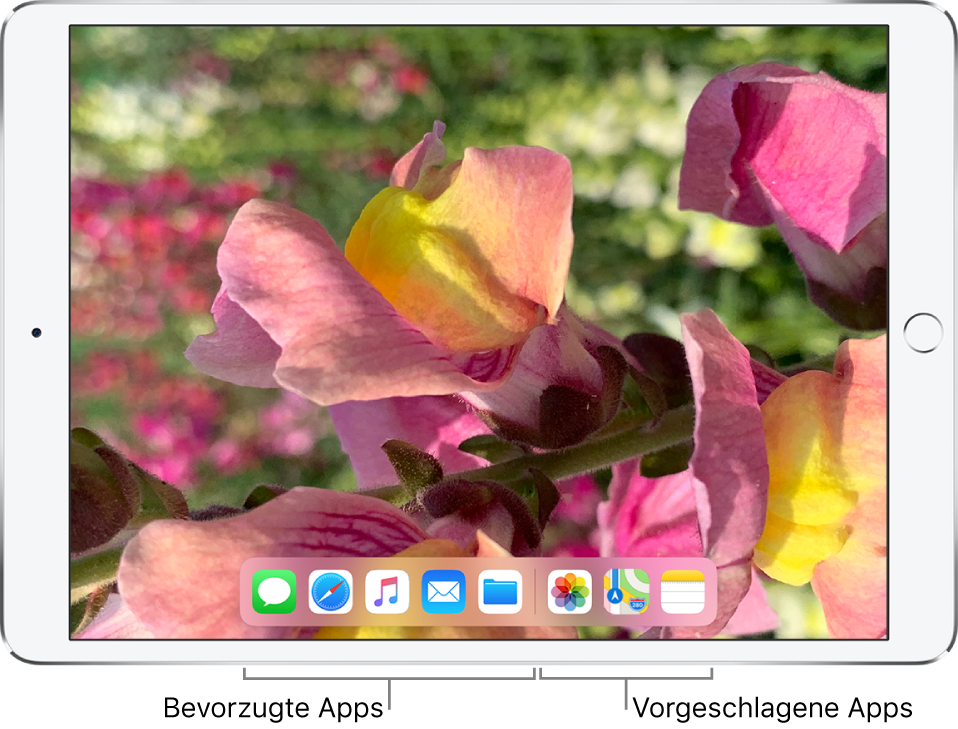 Das Dock mit fünf bevorzugten Apps auf der linken Seite und drei vorgeschlagenen Apps auf der rechten Seite.