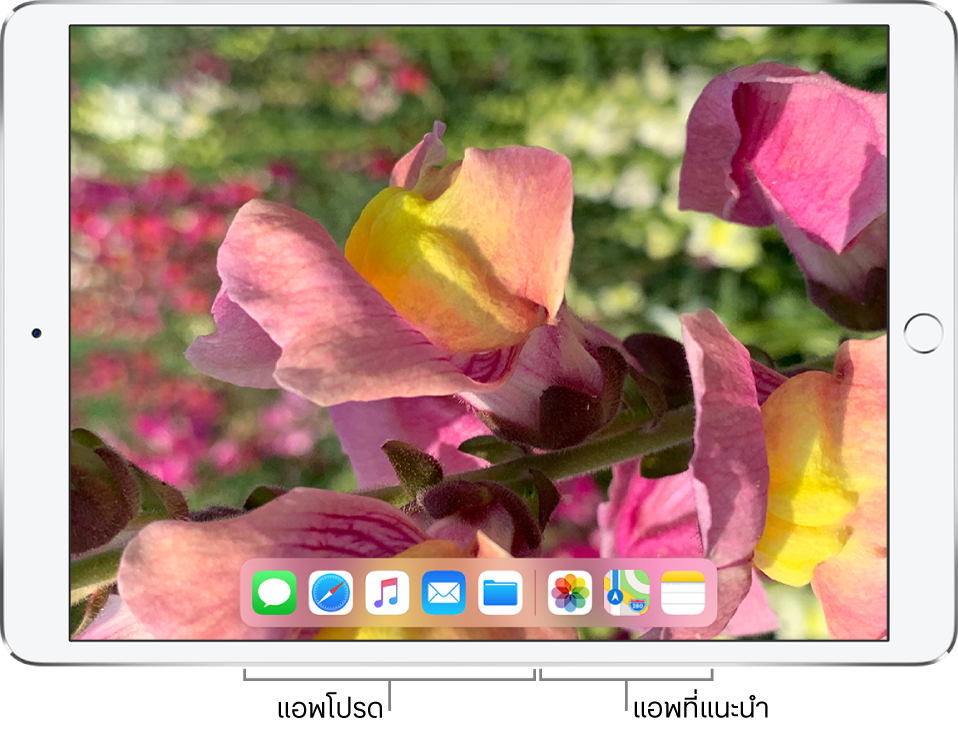 Dock ที่แสดงแอพโปรดห้าแอพที่ด้านซ้ายและแอพที่แนะนำสามแอพที่ด้านขวา