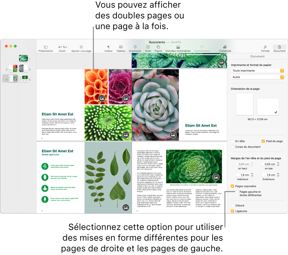 La fenêtre Pages avec les vignettes de page et les pages du document présentées sous forme de doubles pages. Dans la barre latérale Document sur la droite, la case « Pages gauche et droite différentes » est décochée.