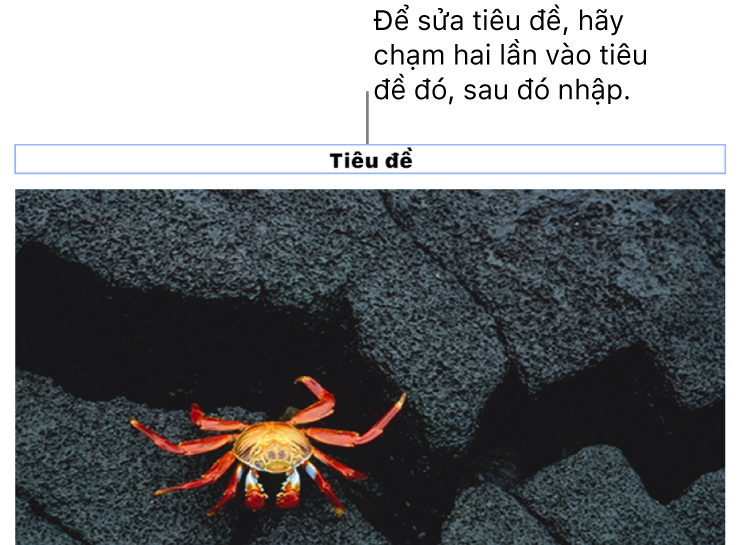 Chú thích giữ chỗ, “Tiêu đề”, xuất hiện bên dưới ảnh; đường viền màu lam xuất hiện xung quanh trường tiêu đề để cho biết tiêu đề đó đã được chọn.