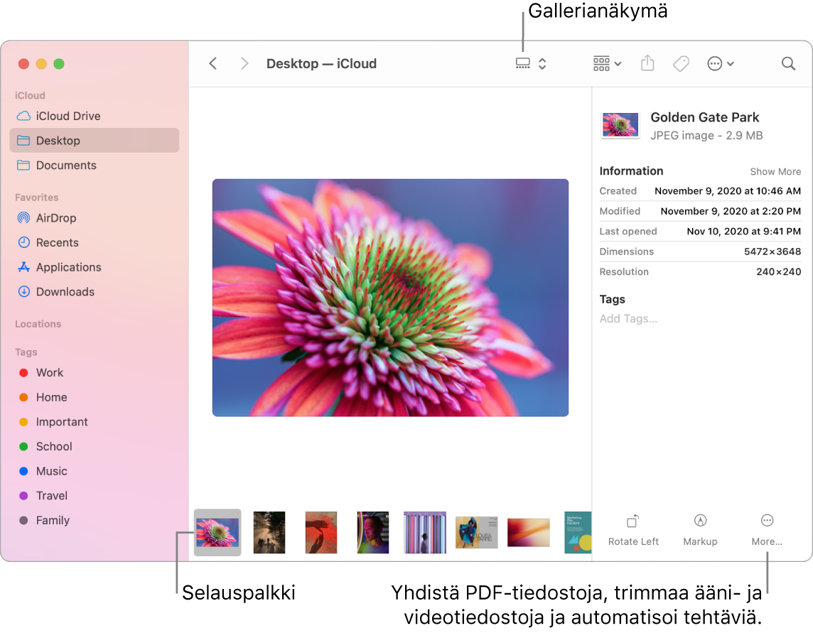 Avoin Finder-ikkuna gallerianäkymässä, jossa on suuri valokuva ja sen alla rivi pienempiä kuvia (eli selainpalkki). Selauspalkin oikealla puolella näkyvät säätimet muun muassa pyörittämiselle ja merkinnöille.