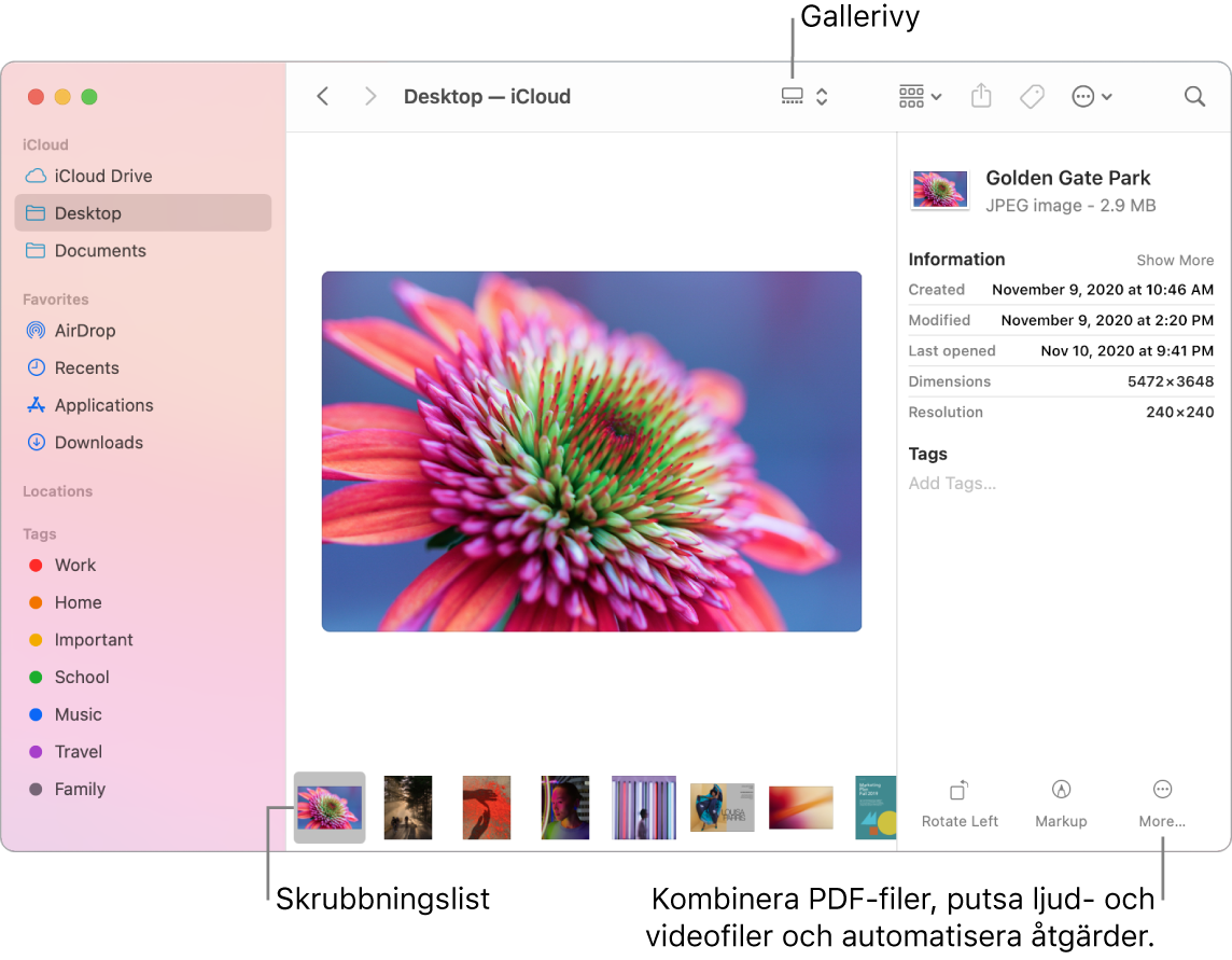 Ett öppet Finder-fönster i gallerivy som innehåller en stor bild med en rad mindre bilder (skrubbningslisten) under den. Reglage för rotation, märkning och annat finns till höger om skrubbningslisten.