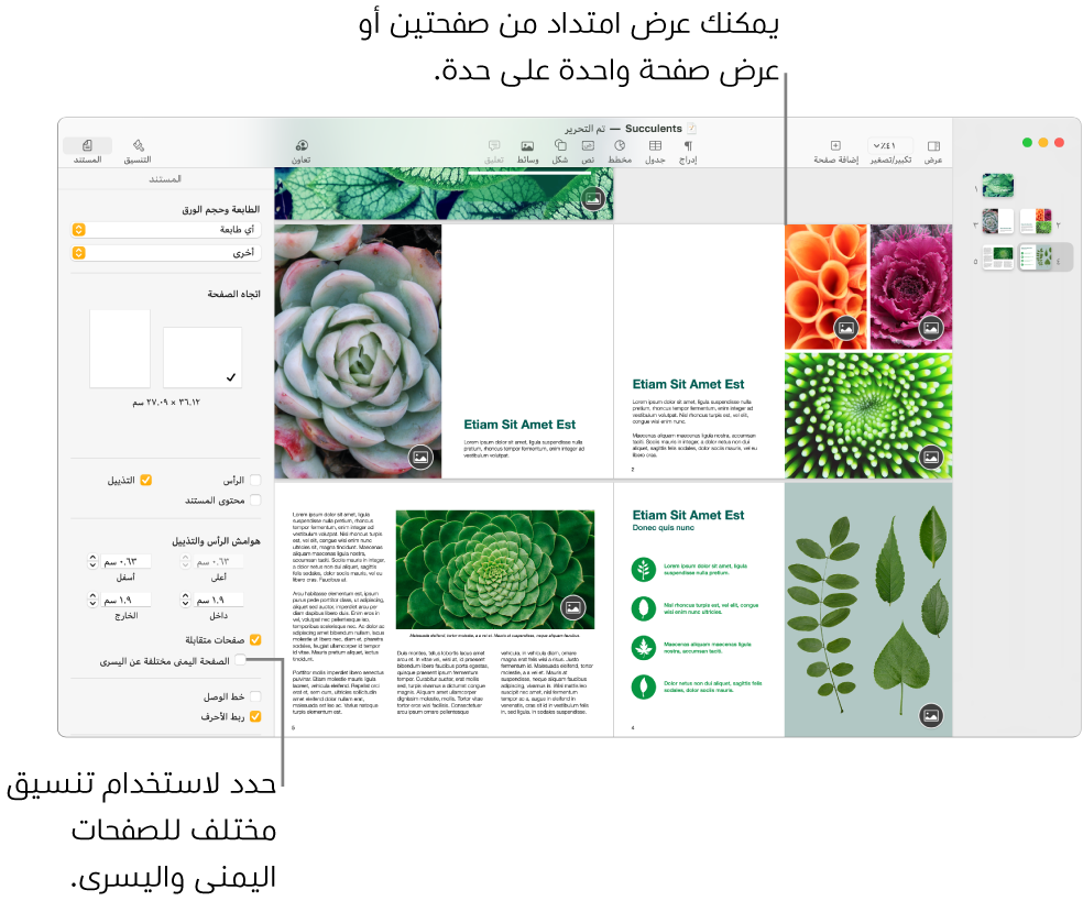 نافذة Pages وتظهر بها الصور المصغرة للصفحة وصفحات المستند معروضة كمجموعة امتداد من صفحتين. في الشريط الجانبي "المستند" على الجانب الأيسر، خانة الاختيار "الصفحة اليمنى مختلفة عن اليسرى" غير محددة.