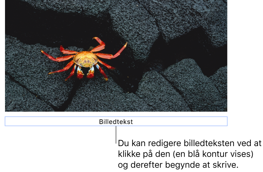 Eksempelbilledteksten “Billedtekst” vises under et foto, og en blå kontur rundt om feltet med billedtekst viser, at det er valgt.