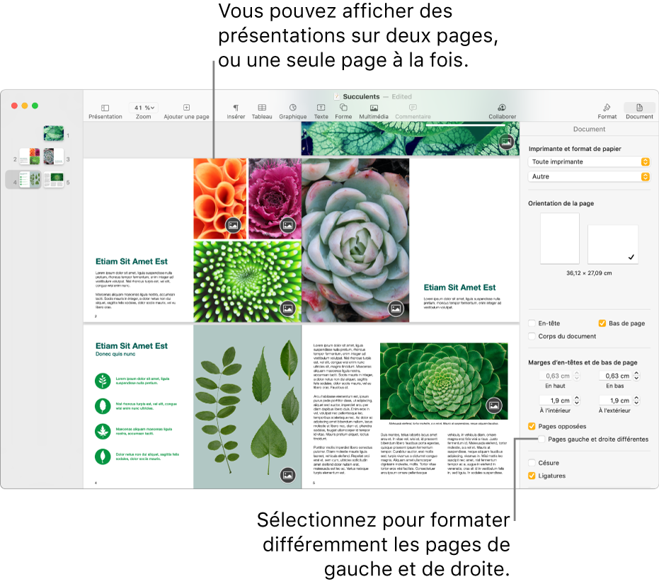 La fenêtre Pages avec les vignettes des pages et les pages du document affichées en présentation sur deux pages. Dans la barre latérale Document, à droite, la case « Pages gauche et droite différentes » n’est pas cochée.