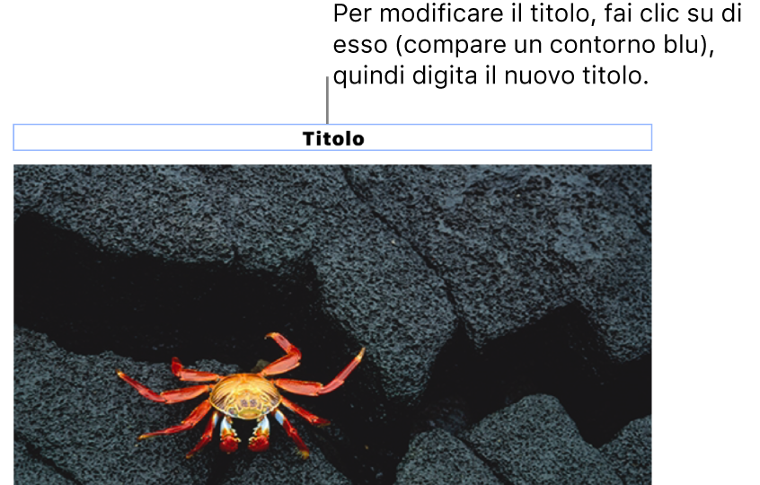 Il titolo segnaposto “Titolo” viene visualizzata sotto una foto e un contorno blu attorno al campo del titolo indica che è stato selezionato.