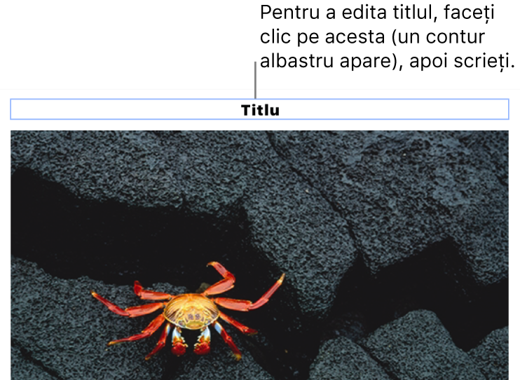 Titlul substituent, „Titlu”, apare sub o poză; un contur albastru în jurul câmpului titlului arată că acesta este selectat.