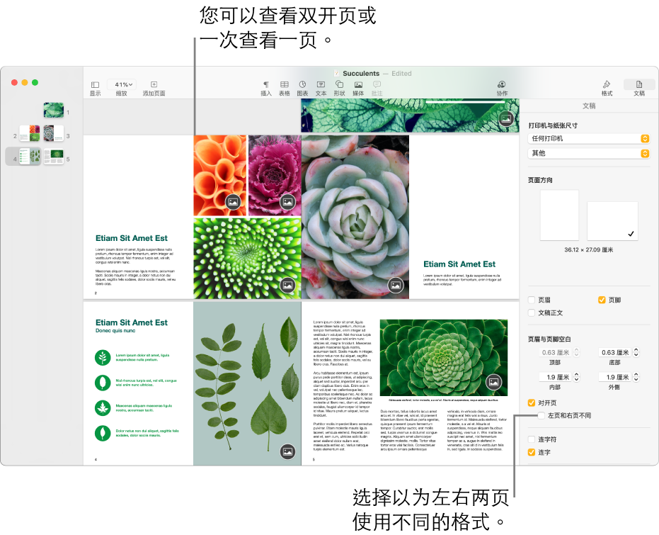 Pages 文稿窗口，其中页面缩略图和文稿页面显示为跨页。在右侧的“文稿”边栏中，“左页和右页不同”复选框未选中。